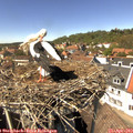 14_20-nest.jpg