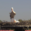 14_30-mast.jpg