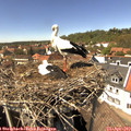 14_30-nest.jpg