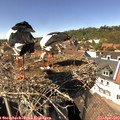 14_40-nest.jpg