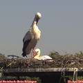 15_00-mast.jpg