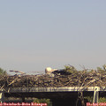 15_15-mast.jpg