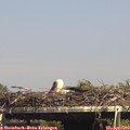 15_20-mast.jpg