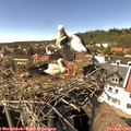 15_25-nest.jpg
