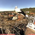 15_35-nest.jpg