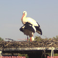 15_40-mast.jpg