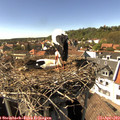 15_40-nest.jpg