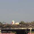 15_45-mast.jpg