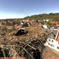 15_45-nest.jpg