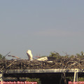15_50-mast.jpg