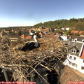 15_50-nest.jpg