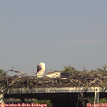 15_55-mast.jpg