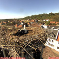 16_00-nest.jpg