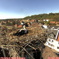 16_05-nest.jpg