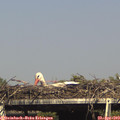 16_15-mast.jpg