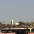 16_25-mast.jpg