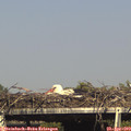 16_30-mast.jpg