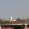 16_35-mast.jpg