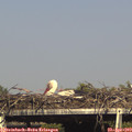 16_40-mast.jpg