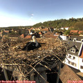 16_40-nest.jpg