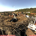 16_45-nest.jpg
