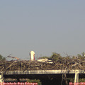 16_50-mast.jpg