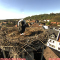 17_00-nest.jpg