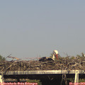 17_05-mast.jpg