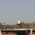 17_10-mast.jpg