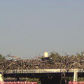 17_15-mast.jpg