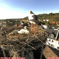 17_25-nest.jpg