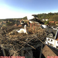 17_30-nest.jpg