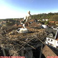 17_35-nest.jpg
