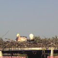 17_40-mast.jpg