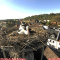 17_45-nest.jpg