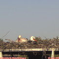 17_50-mast.jpg