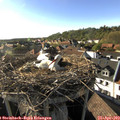 17_50-nest.jpg