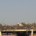 17_55-mast.jpg