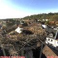 17_55-nest.jpg