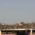 18_00-mast.jpg