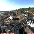 18_00-nest.jpg