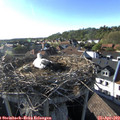 18_05-nest.jpg