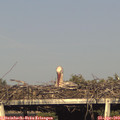18_10-mast.jpg