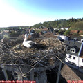 18_10-nest.jpg