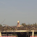 18_15-mast.jpg