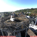 18_15-nest.jpg