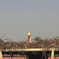 18_20-mast.jpg
