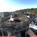 18_20-nest.jpg