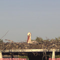 18_25-mast.jpg