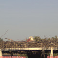 18_30-mast.jpg